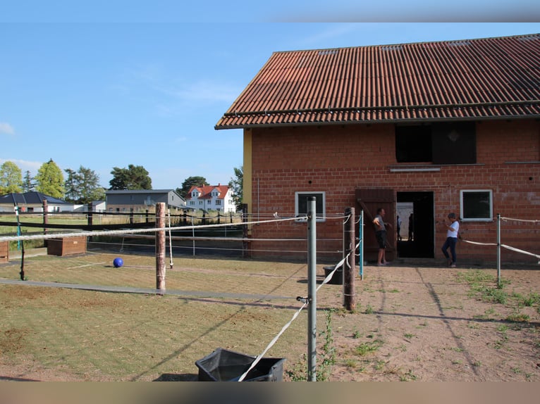 Pächter für kleine Stallanlage gesucht