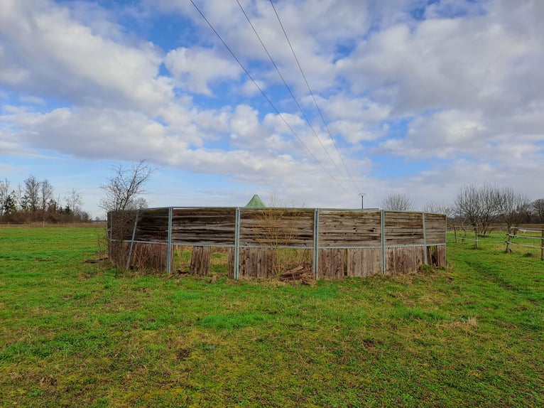 Roundpen Longierzirkel