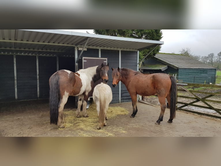 Nieuwe tijdgestuurde hooiwagen met 4 voerbakken – de voerrooster biedt ruimte voor tot 12 kg hooi.