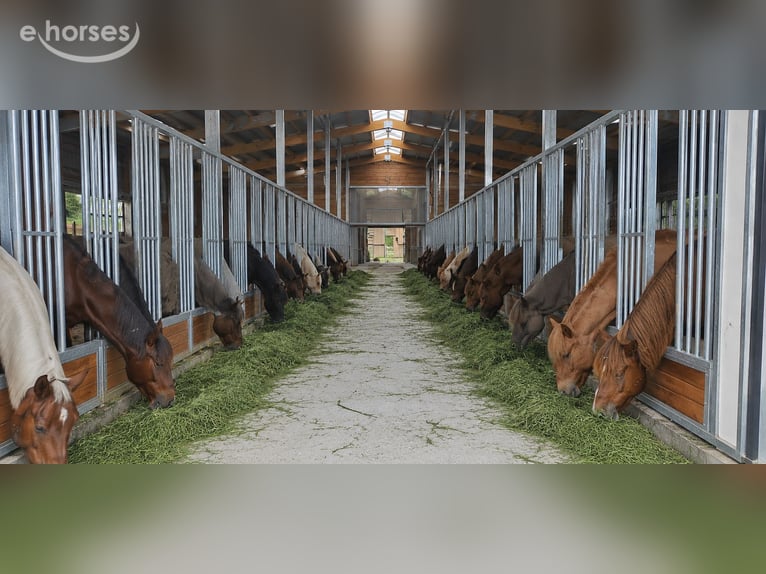 Hooiruiven voor paarden kopen – voerruiven & voerroosters TOP-ACTIVE