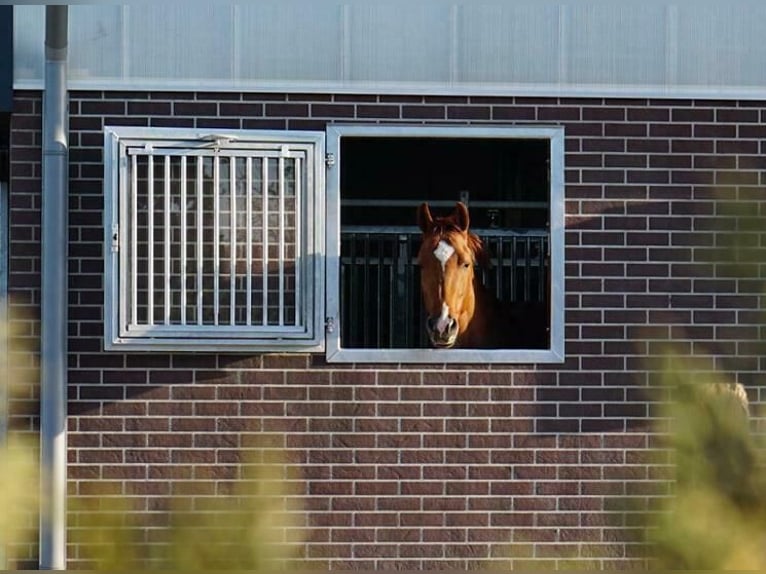 Stalraam | Paardenboxraam | Paardenstalraam