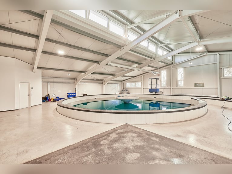 Profi-Reitanlage inklusive modernem Rehazentrum mit Pferdeschwimmbad in Bingen!
