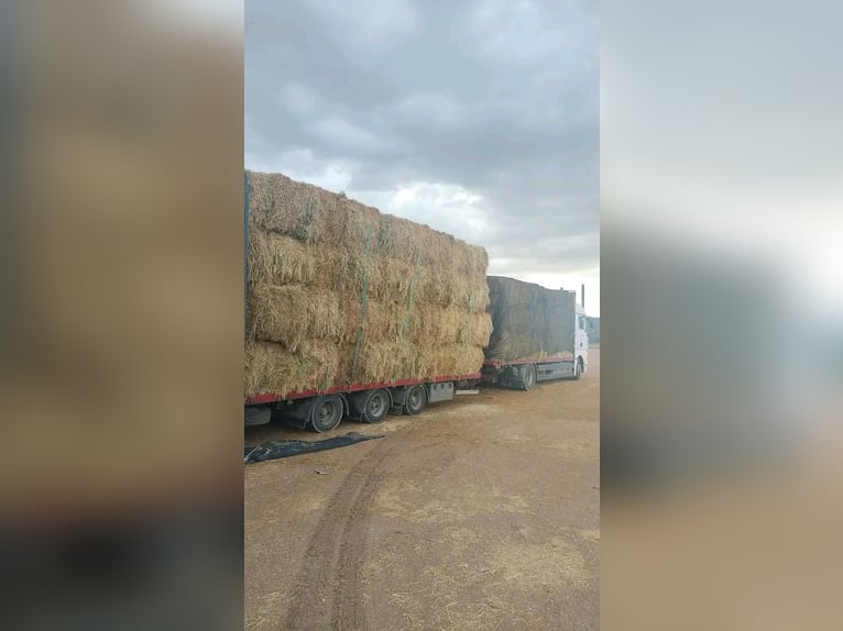 Hoogwaardige kwaliteit hoefijzers