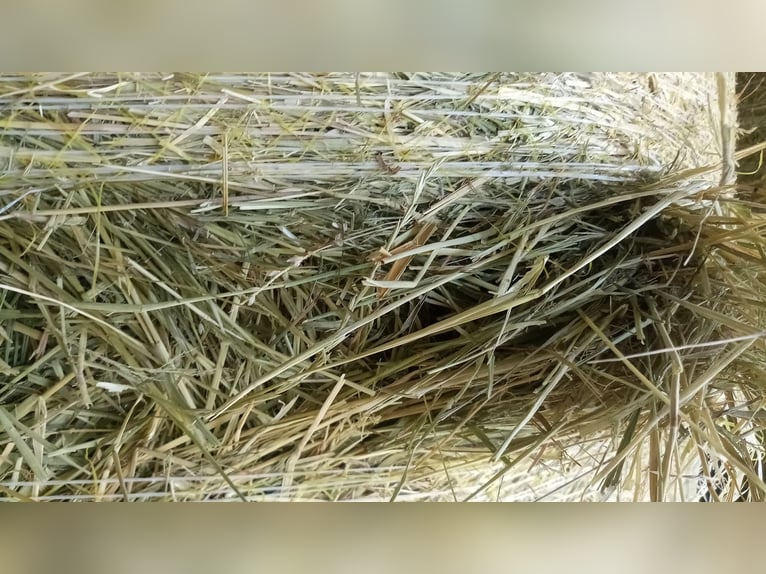 Hooi Hooirollen Paardenhooi Biologisch hooi Hooirollen Weidehooi