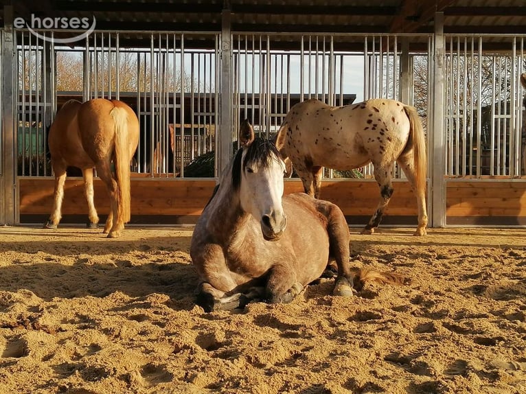 Hooiruiven voor paarden kopen – voerruiven, paardenruiven & voerhekken TOP-ACTIVE