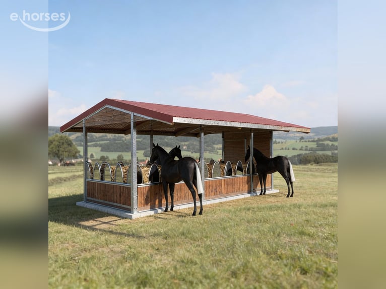 Hooiruiven voor paarden kopen – voerruiven, paardenruiven & voerhekken TOP-ACTIVE