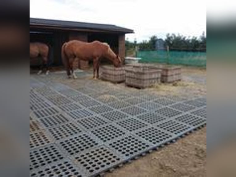 Paddockplaten, 26 stuks