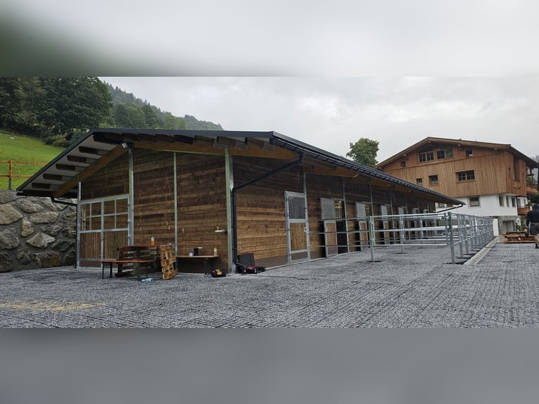 Stalbouw & Paardenstal, Buitenboxen - Bouw van paardenboxen en open stal voor paarden