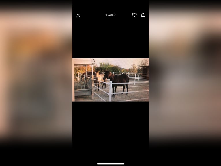 Te koop: nieuwe paardenomheining