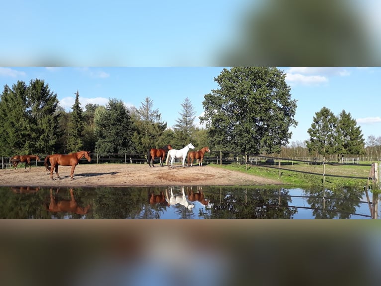 Activestall / open stall op een verzorgde rijbaan