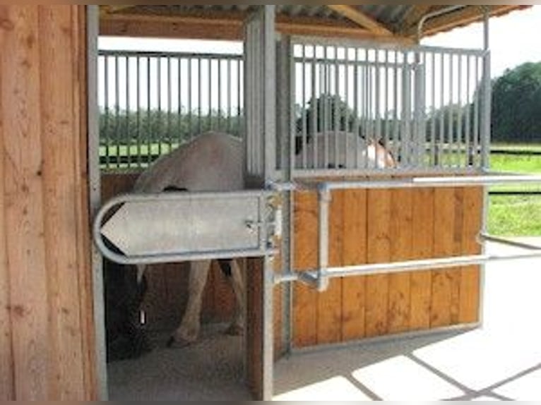 Activestall / open stall op een verzorgde rijbaan