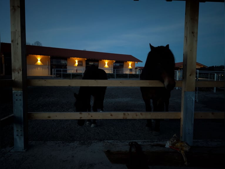 Aktivstall Paardenboerderij Ammerblick NIEUW!!
