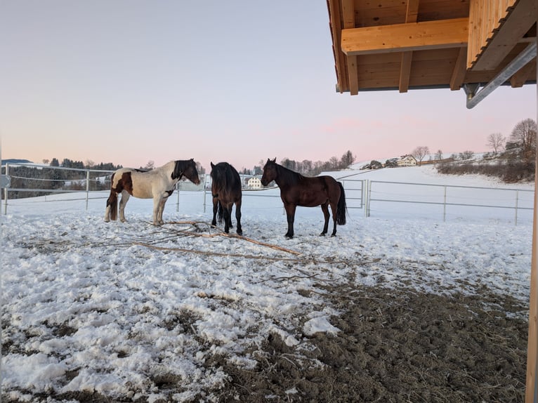 Aktivstall Paardenboerderij Ammerblick NIEUW!!