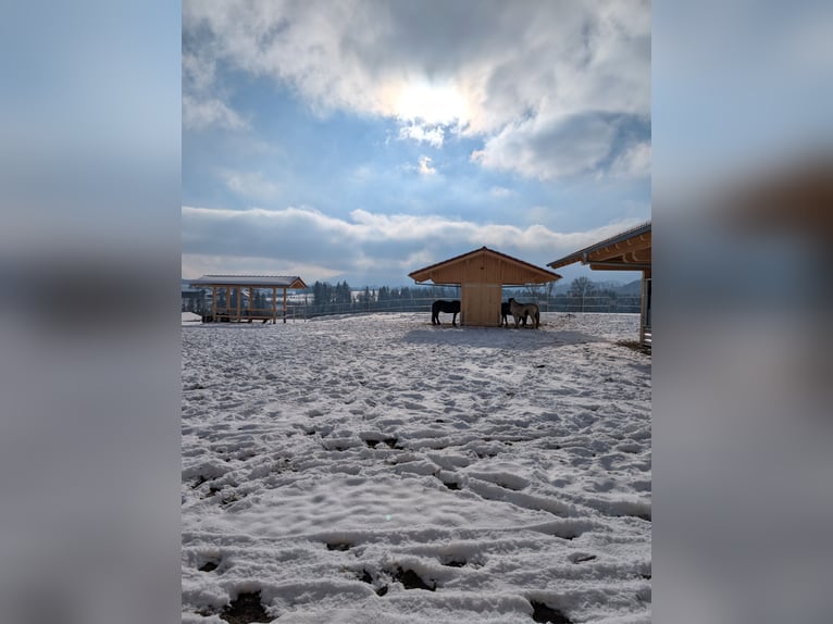 Aktivstall Paardenboerderij Ammerblick NIEUW!!