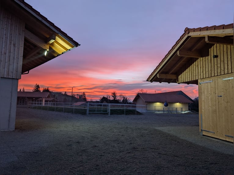 Aktivstall Paardenboerderij Ammerblick NIEUW!!