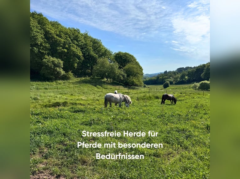  Allergikerstall für Pferde mit besonderen Bedürfnissen – gesund leben im Paddocktrail