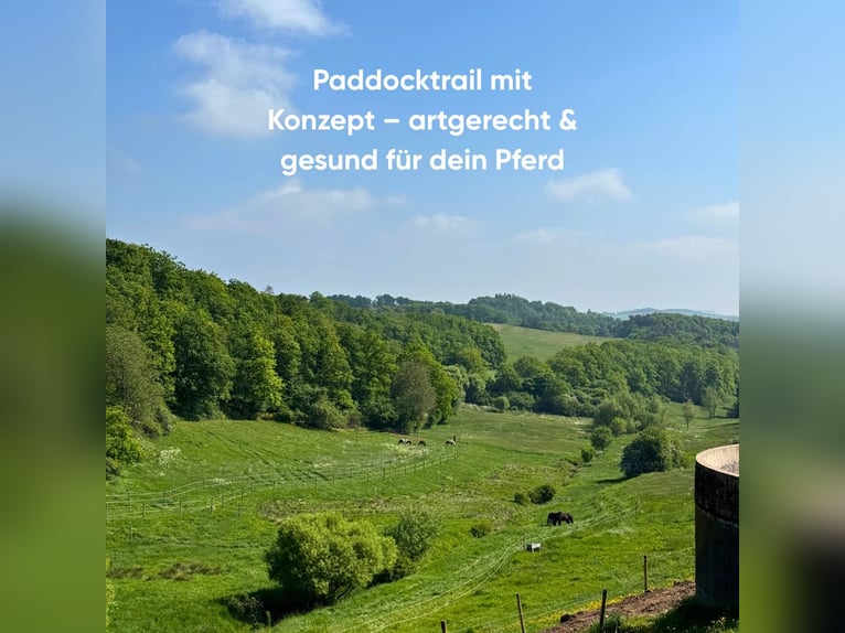  Allergikerstall für Pferde mit besonderen Bedürfnissen – gesund leben im Paddocktrail