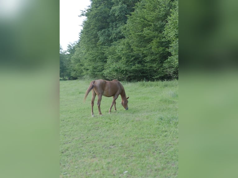 Een thuis voor oude paarden