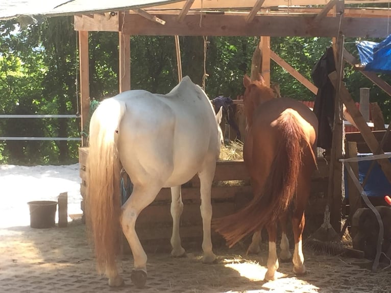 Gartengrundstück Mietgarten Pferde Offenstall Tierhaltung Anbau Gartengrundstück Mietgarten Pferde Offenstall Tierhaltung Anbau