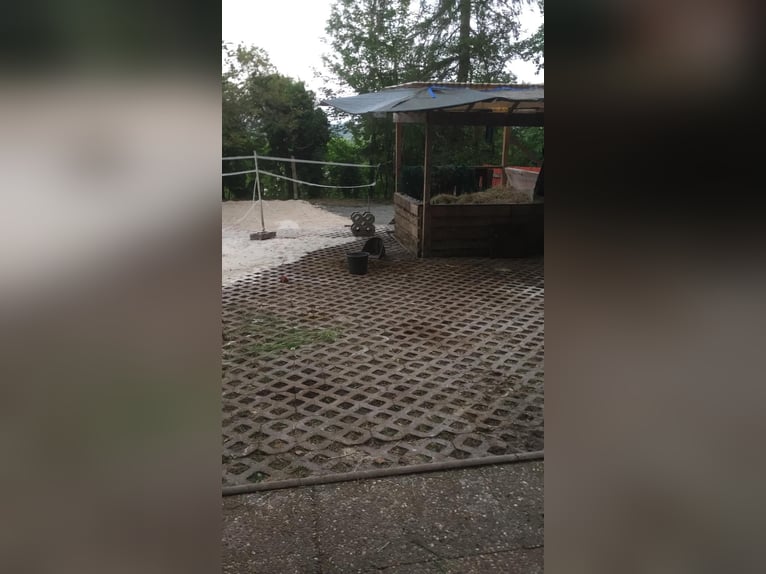 Gartengrundstück Mietgarten Pferde Offenstall Tierhaltung Anbau Gartengrundstück Mietgarten Pferde Offenstall Tierhaltung Anbau