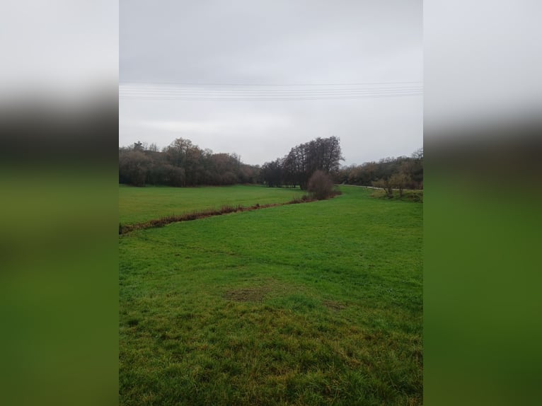 Nieuwe opening - Een thuis voor seniorenpaarden