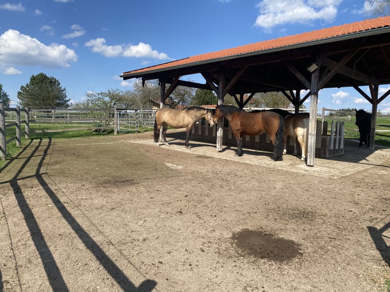 Open stabling with trail riding opportunities