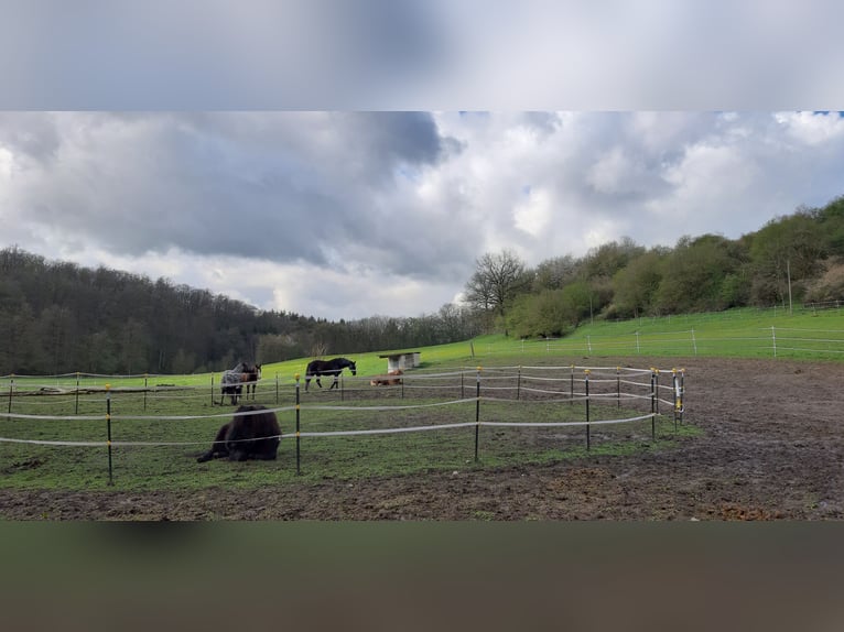 Pferdestall zu verpachten