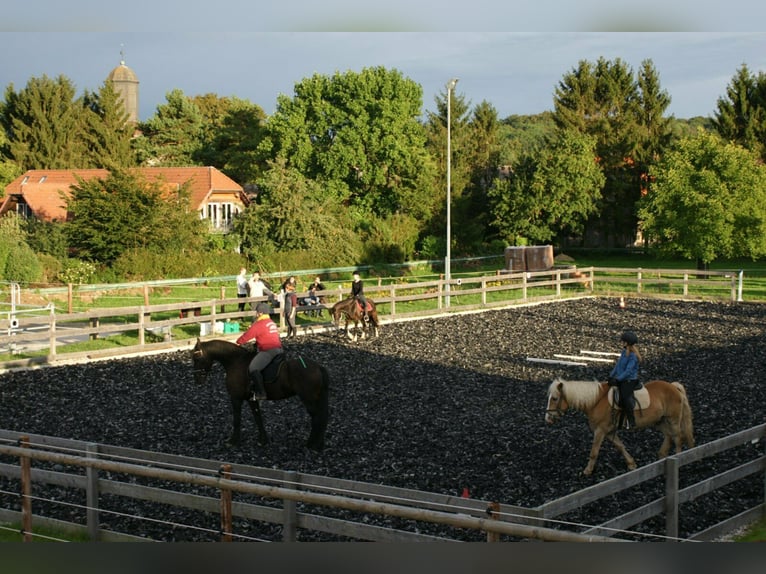 Platz in kleinem, privaten Bewegungsstall - Nähe Göttingen/Witzenhausen