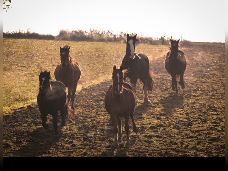 Rehaplaatsen voor Huster in 96132 Thüngbach onder dierenartsleiding