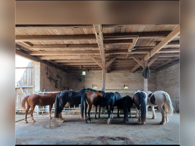 Rehaplaatsen voor Huster in 96132 Thüngbach onder dierenartsleiding