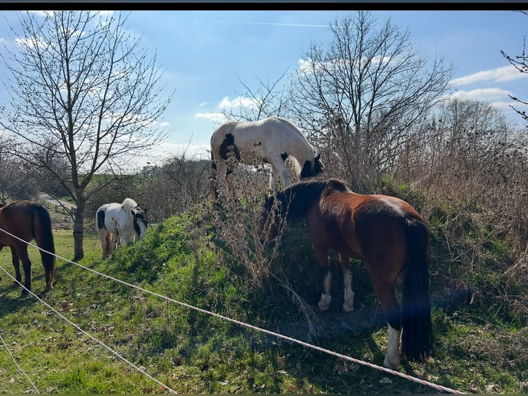Rehsplätze für Huster in 96132 Thüngbach unter tierärtlicher Leitung