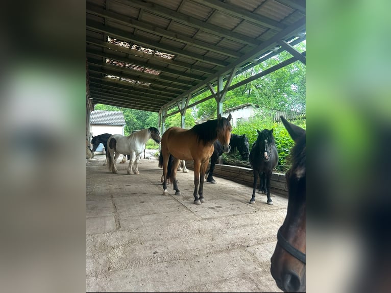 Rehsplätze für Huster in 96132 Thüngbach unter tierärtlicher Leitung