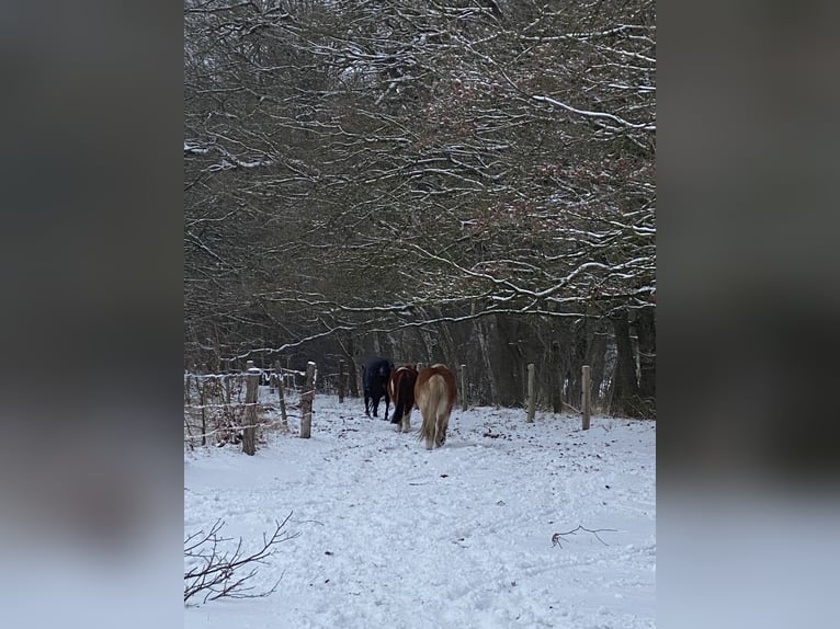 Vrije pensionplaatsen op Paddock Trail in de Prignitz