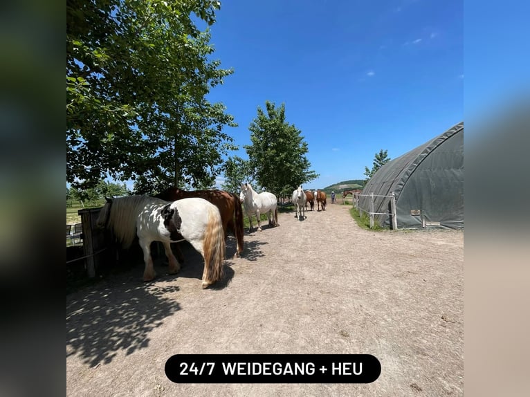 Vrije plek voor actieve stal/open stal