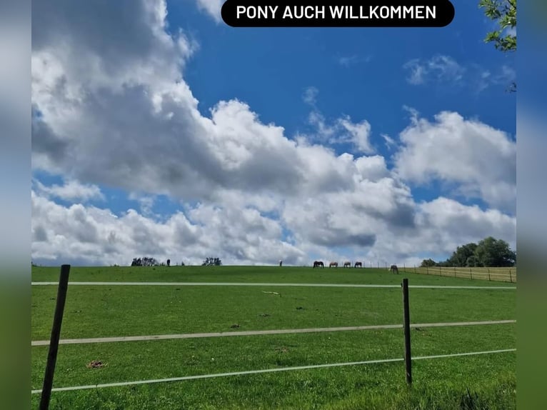 Vrije plek voor actieve stal/open stal