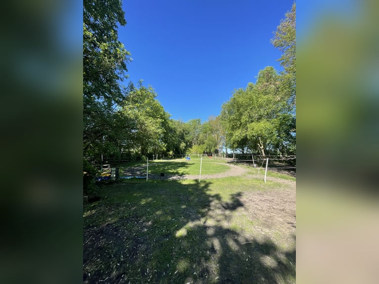 Vrije plek voor open stal/paddocktrail