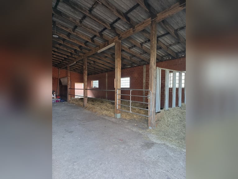 Vrijplaatsen voor open stal