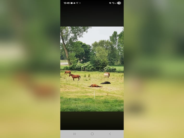 Vrijplaatsen voor open stal