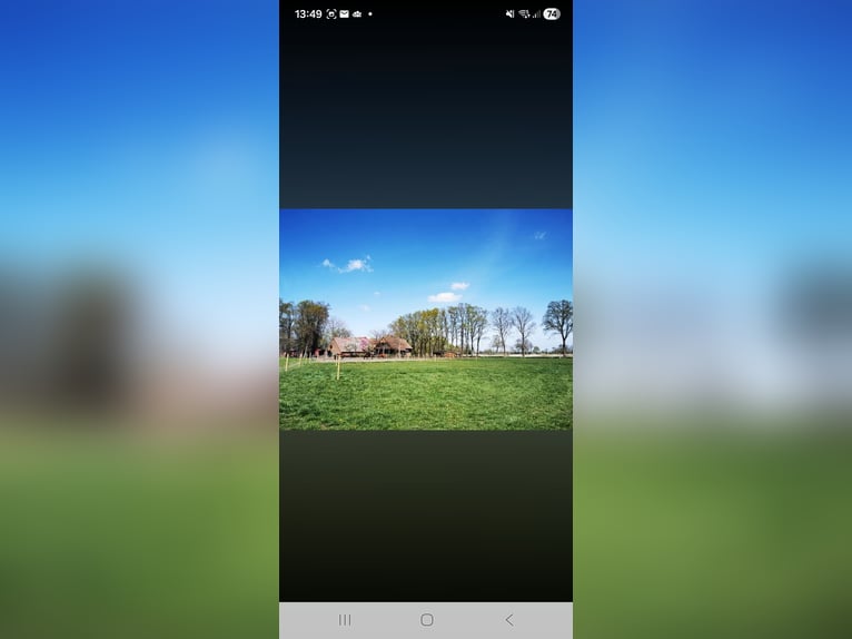 Vrijplaatsen voor open stal