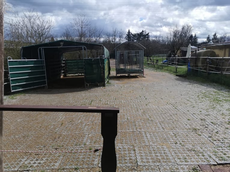 Zelfvoorzienende paddock voor verhuur voor 6 paarden, weilanden, Eltville