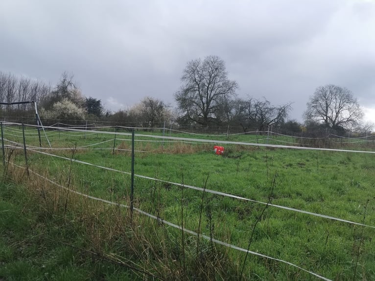 Zelfvoorzienende paddock voor verhuur voor 6 paarden, weilanden, Eltville