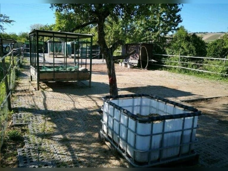 Zelfvoorzienende paddock voor verhuur voor 6 paarden, weilanden, Eltville