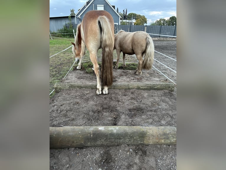 1-2 plaatsen in onze privé-openstal