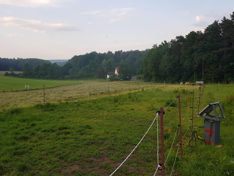 1-2 Plätze im Offenstall frei Künzell/Fulda I Reithalle vorhanden