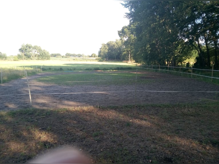 1 vrij stalplaats met weidegang beschikbaar in Wittingen