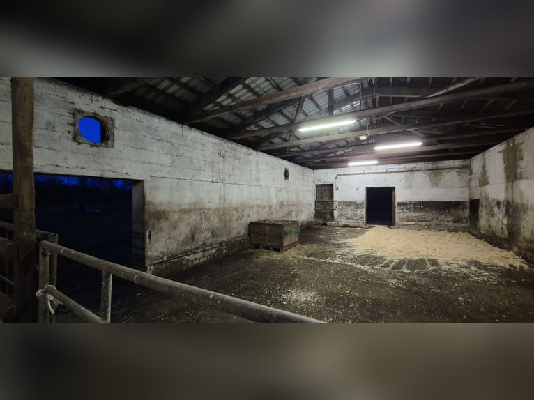 2-3 Plätze in einem Offenstall auf Selbstversorgerbasis zu vergeben 