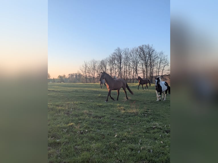 2-3 x paddock, pasture space, and stable box AVAILABLE