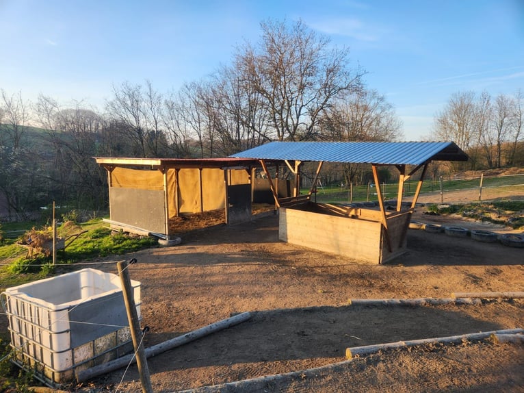 2-3 x paddock, pasture space, and stable box AVAILABLE