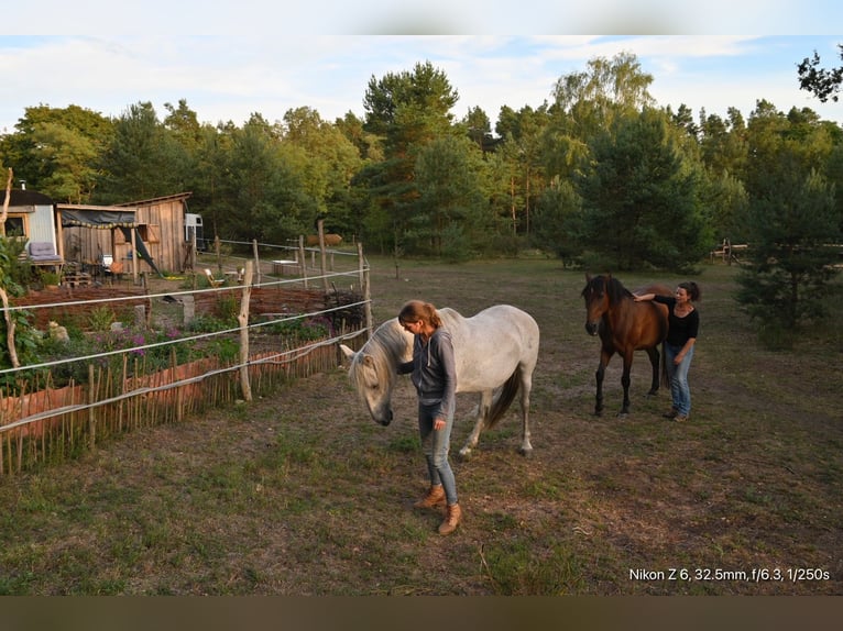 2 Offenstallplätze (Wallach) frei – idyllische Naturkoppel am Waldrand mit Unterständen und Roundpen