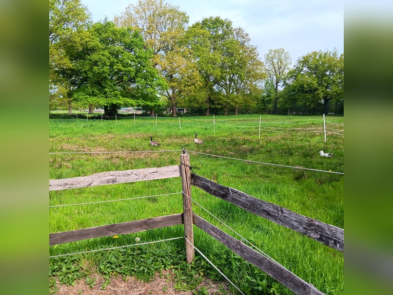 2 open stabling spaces for an Icelandic mare or pony mare in Appen-Etz